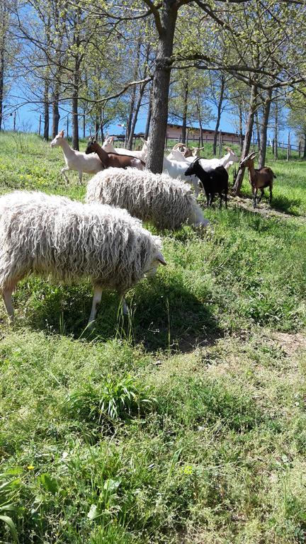 Agriturismo Cascina Aurora Acqui Terme Exterior foto